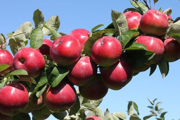 مدیریت زنجیره سیب درختی به آذربایجان غربی واگذار شد