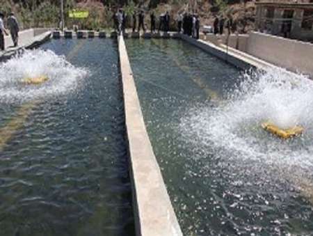 سالانه بیش از 200تن انواع ماهیان گرمابی در ایرانشهر تولید می شود