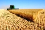 کاهش 1.8 درصدی ضایعات کمباین در مزارع گندم استان زنجان