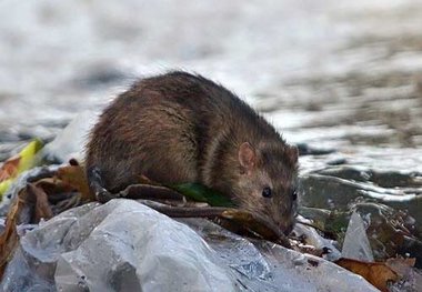 در کف چشمه علی به جای آب موش ها جولان می دهند!