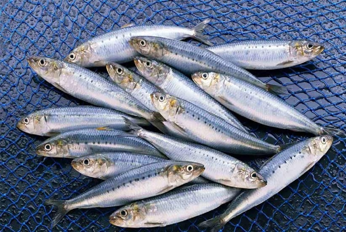گرانی ماهی و حذف آبزیان از سبد خانوارها/ قیمت ماهی جنوب: تقریبا 200 هزار تومان/ پایین‌ترین نرخ ماهی در بازار کیلویی چند است؟