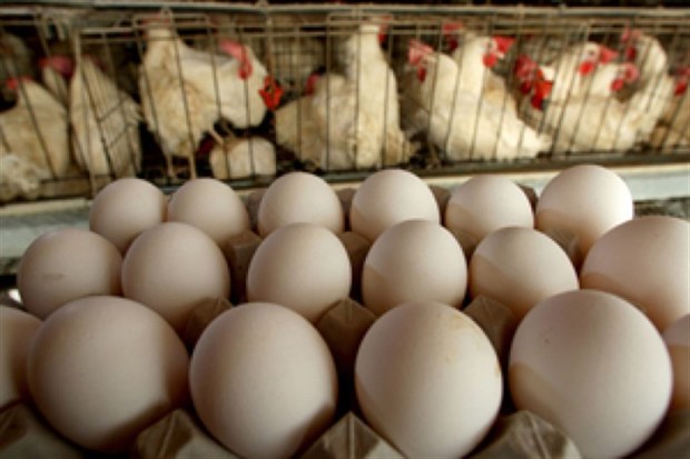 مرغ و تخم مرغ در استان گران نشده است