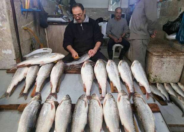 وفور صید در مازندران قیمت ماهی سفید را تعدیل کرد