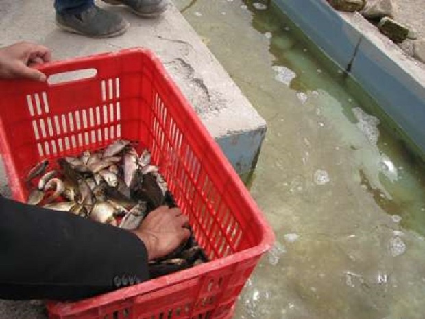 40 هزار بچه ماهی در نهبندان توزیع شد