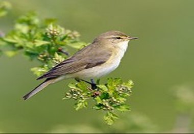 شواهد علمی جدید درباره تغییرات ژنتیکی در حیوانات!