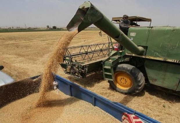 15هزار تن گندم از کشاورزان خرمشهری خریداری شد