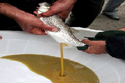 استحصال یک هزارو۳۸۵ کیلوگرم تخم ماهی سفید از رودخانه سردآبرود چالوس