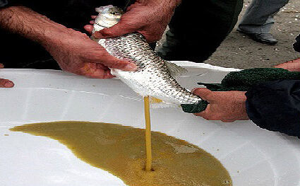 استحصال یک هزارو۳۸۵ کیلوگرم تخم ماهی سفید از رودخانه سردآبرود چالوس
