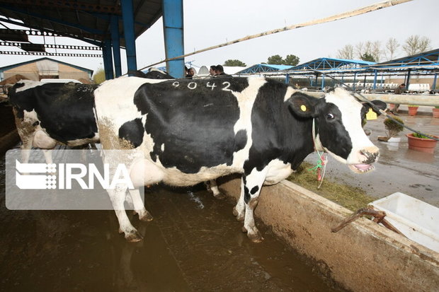 کاهش قیمت شیر، دامداران خراسان شمالی را نگران کرد