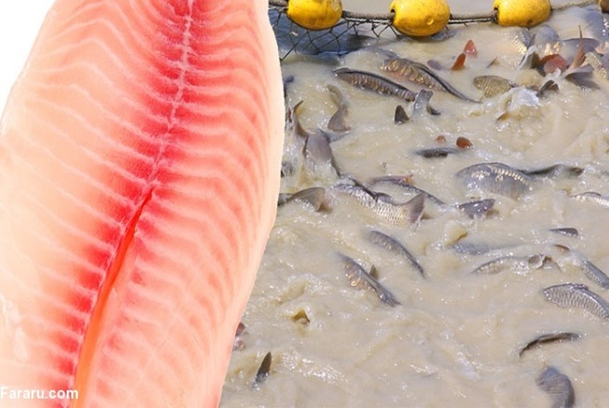 تکذیب صید ماهی با شوک برقی در ایران/ ویدیو