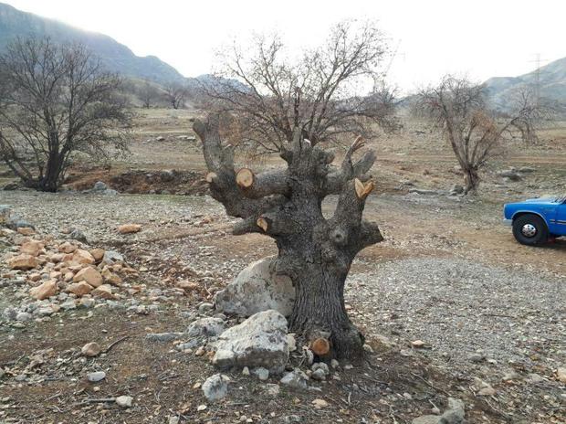 دستگیری سه متخلف قطع درختان جنگلی در منطقه گردشگری شلالدان باشت