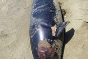 کشف لاشه یک قطعه پستاندار دریایی در ساحل کنارک  علت مرگِ این گونه مشخص نیست