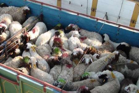 توقیف کامیون های حامل 15 شتر و 180 گوسفند قاچاق در بردسکن