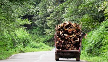 توقیف بیش از سه هزار اصله چوب قاچاق در آستارا