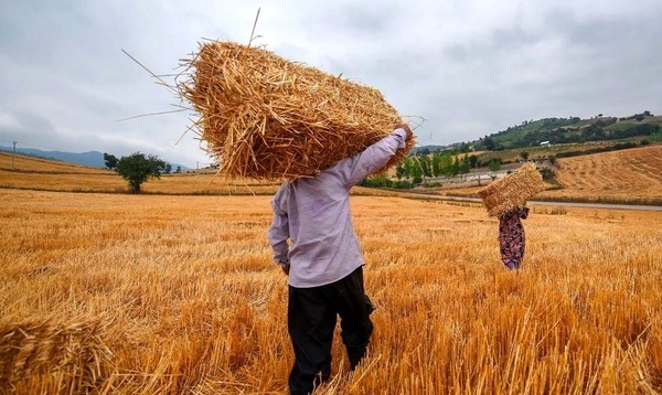 پیش‌بینی تولید 550 هزار تن گندم در استان زنجان  مزارع گندم استان وضعیت ایده‌آلی دارند