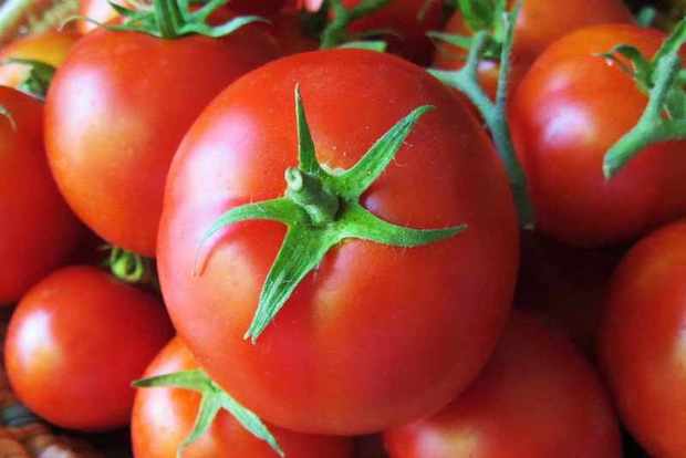 برداشت گوجه فرنگی در نیکشهر آغاز شد