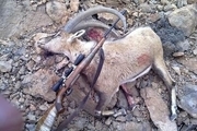 جریمه شکار گونه‌های جانوری شاخص در زنجان ۱۰۰ درصد افزایش یافت