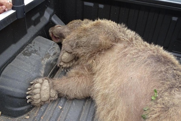 یک قلاده خرس در مناطق جنگلی تالش کشته شد