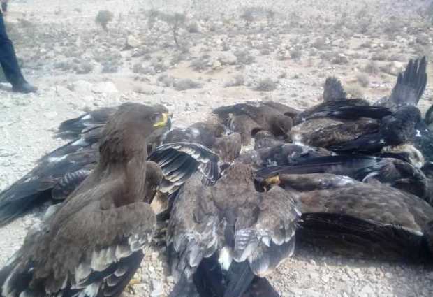 27 پرنده شکاری و عقاب به دلیل مسمومیت در سروستان تلف شدند