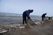 کرونا ، صید ماهیان استخوانی را در مازندران نصف کرد