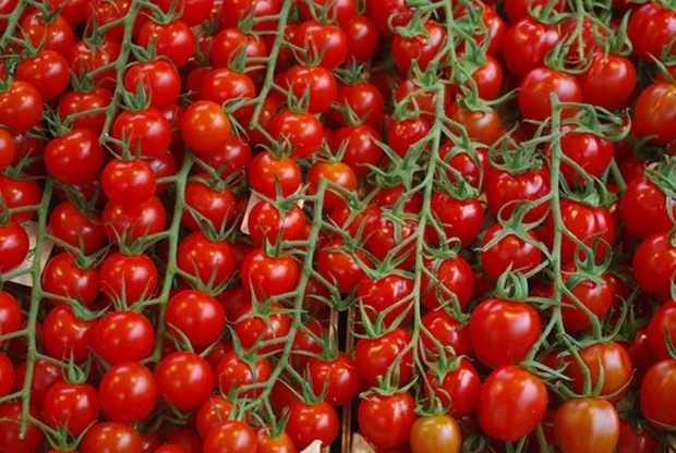 برداشت 80هزارتن گوجه فرنگی خارج ازفصل در پارسیان آغاز شد