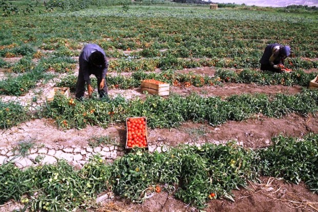 محصولات 4000 کشاورز زنجانی با نظارت کارشناسان تولید شد