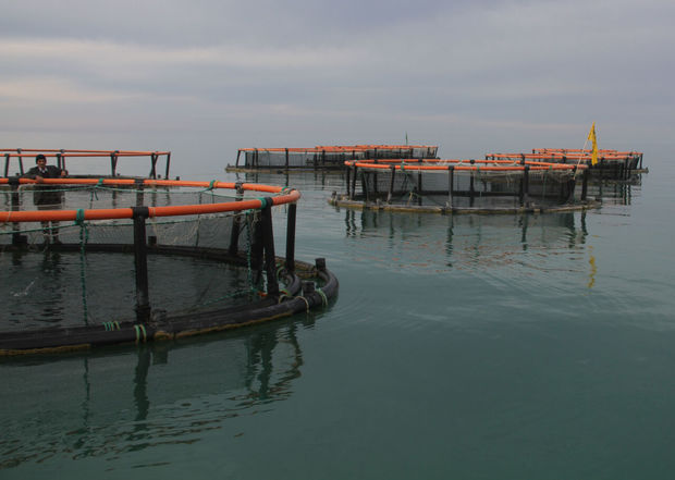 خودکفایی در تامین نهاده‌ها لازمه رونق صنعت پرورش ماهی کشور است