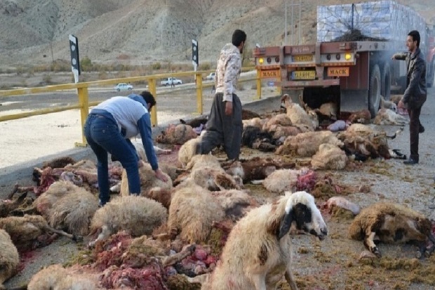 36 گوسفند بر اثر برخورد با کامیون در جغتای تلف شدند