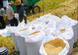 پیش بینی افزایش پرورش برنج کم زحمت تر در گیلان