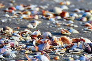 ساحل چمخاله