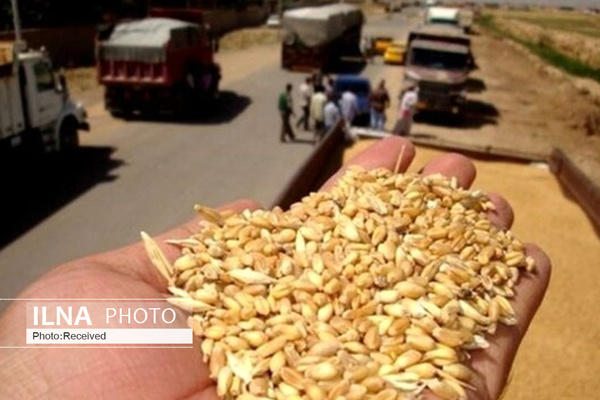 کشف 150 تن گندم احتکار شده در قزوین