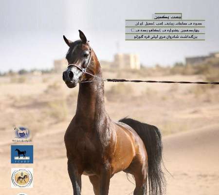 برترین های روز نخست جشنواره زیبایی اسب اصیل ایران معرفی شدند