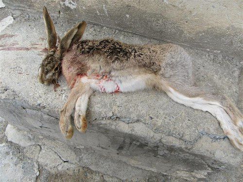 شکارچیان بی رحم خرگوش در دیواندره دستگیر شدند