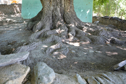 مجموعه درختان کهنسال گردوی روستای «کنداب» کردکوی ثبت ملی شد