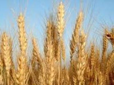 فرماندار: بهای گندم کشاورزان آبدانانی هنوز بطور کامل پرداخت نشده است