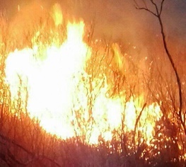آتش‌سوزی تالاب‌ها به نوروزلو میاندوآب رسید   علت در دست بررسی است