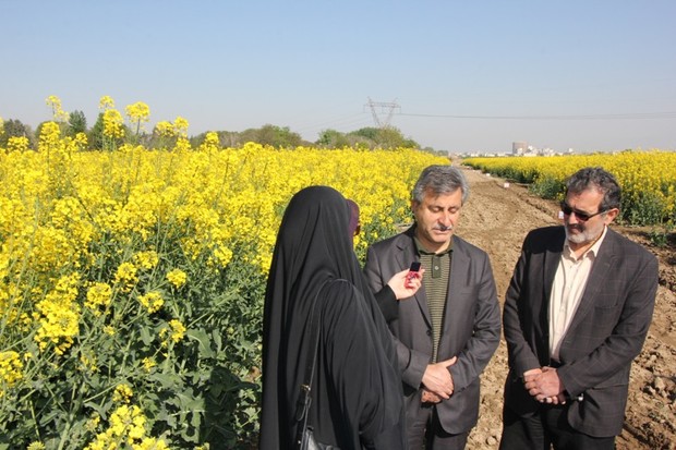 پیش بینی برداشت 400 هزارتن دانه روغنی کلزا از مزارع کشور