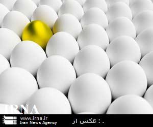 توزیع نامحدود تخم مرغ در 20 میدان بزرگ عرضه در پایتخت با قیمت مصوب