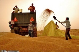 خرید گندم مازاد بر نیاز کشاورزان استان لرستان از مرز 360هزار تن گذشت