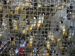 رهاسازی ۲۰۰ قطعه بلبل خرما در آبادان