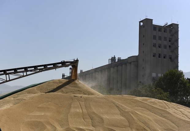 خرید گندم از مرز 27 هزار تن در ایرانشهر گذشت