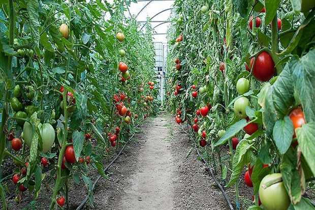 ۱۰ هزار تُن محصولات کشاورزی گواهی شده در اصفهان برداشت می‌شود