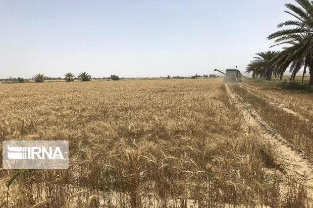 ۴۷هزار و ۲۰۰میلیارد ریال به خرید سه محصول کشاورزی خوزستان اختصاص یافت