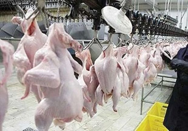 کاهش مصرف، نرخ گوشت مرغ را در زنجان کاهش داد