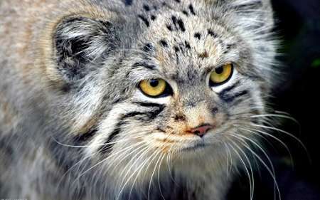 نخستین مشاهده گربه پالاس در منطقه حفاظت شده هنگام ثبت شد