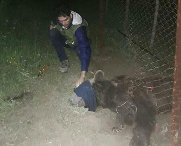 محیط بانان سوادکوهی خرس گرفتار در تله را نجات دادند