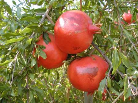 درخت انار جایگزین مناسبی برای مرکبات پرمصرف آب در عنبرآباد