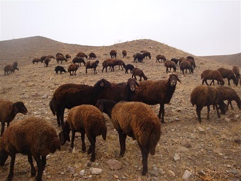 گوسفندان وارداتی توان رقابت با نژاد افشاری زنجان را ندارند
