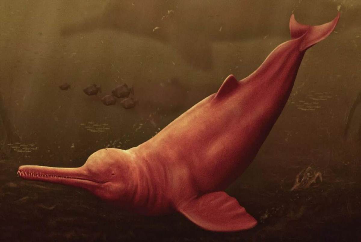 کشف فسیل بزرگترین دلفین رودخانه‌ای با قدمت 16 میلیون سال در پرو! + عکس