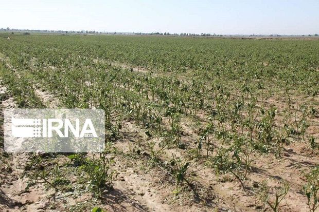 بارندگی‌ها بیش از ۷۶ میلیارد تومان  در خراسان جنوبی خسارت زد
